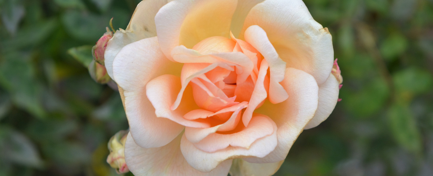 Die Autorin...Elisabeth van de Rose